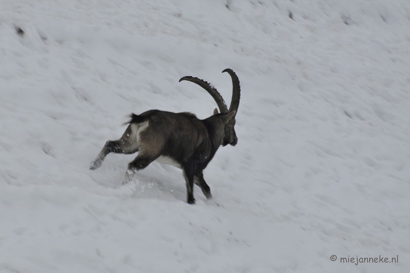 _DSC2712.JPG - Winter in Dierenrijk Nuenen