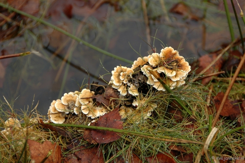 DSC_0177.JPG - De grote Peel Ospel