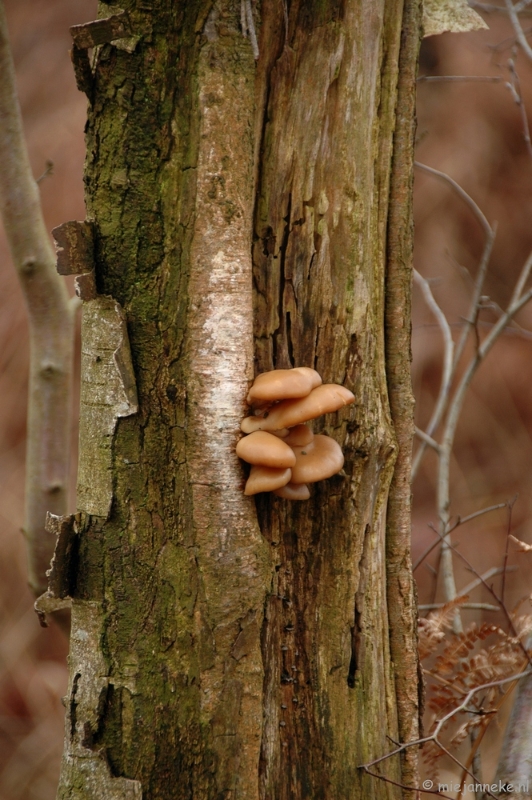 DSC_0189.JPG - De grote Peel Ospel