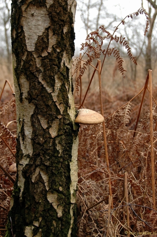 DSC_0192.JPG - De grote Peel Ospel