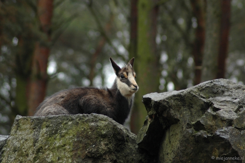 wildparkfebr 2010 026.JPG - Even rusten.