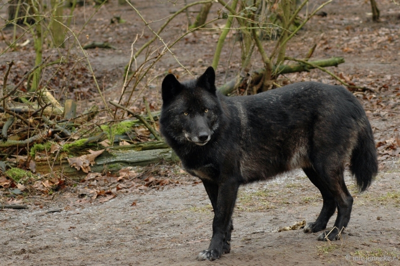 wildparkfebr 2010 048.JPG - Waar blijft ons eten ?