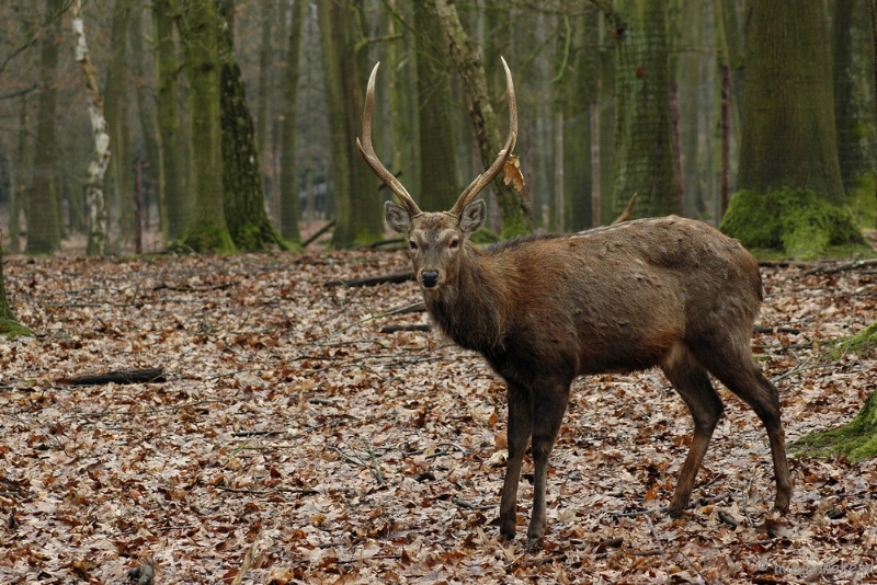 wildparkfebr 2010 053.JPG - Even poseren