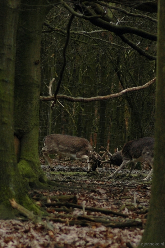 wildparkfebr 2010 091.JPG - Gevecht tussen twee herten