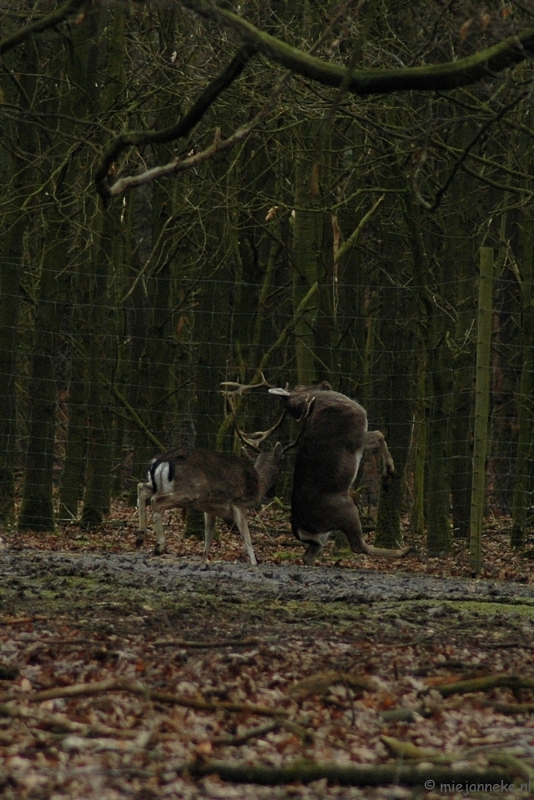 wildparkfebr 2010 098.JPG - omgegooid maar zonder verwondingen