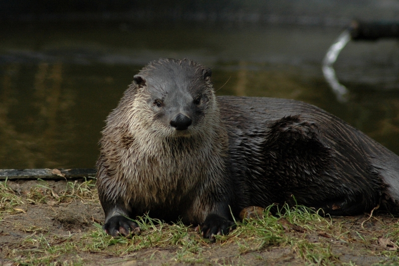 wildparkfebr 2010 126.JPG - Zonnebaden