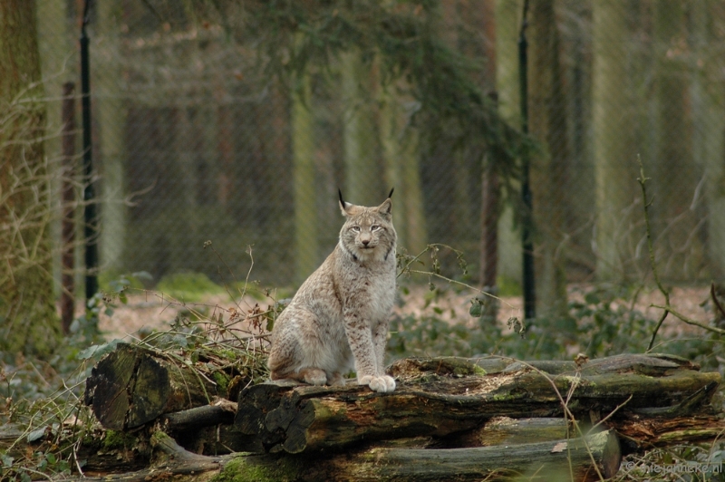 wildparkfebr 2010 168.JPG - Lynx uit het hol