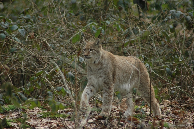 wildparkfebr 2010 183.JPG - Verborgen in het struikgewas.