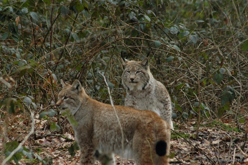 wildparkfebr 2010 216.JPG - We blazen de aftocht.