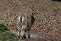 wildparkfebr 2010 004