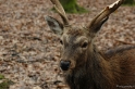 wildparkfebr 2010 061