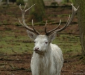 wildparkfebr 2010 078