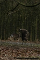wildparkfebr 2010 098