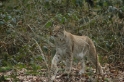 wildparkfebr 2010 183