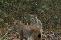 wildparkfebr 2010 216