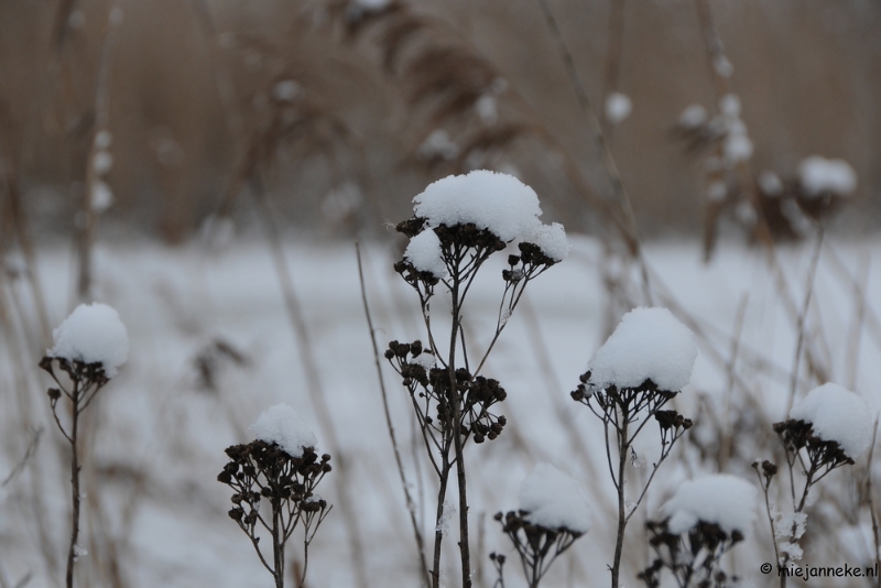 DSC_8083.JPG - Winter Budel-Dorplein