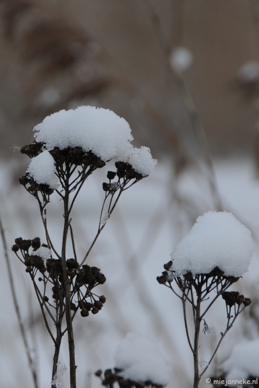 DSC_8085.JPG - Winter Budel-Dorplein