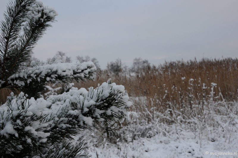 DSC_8113.JPG - Winter Budel-Dorplein