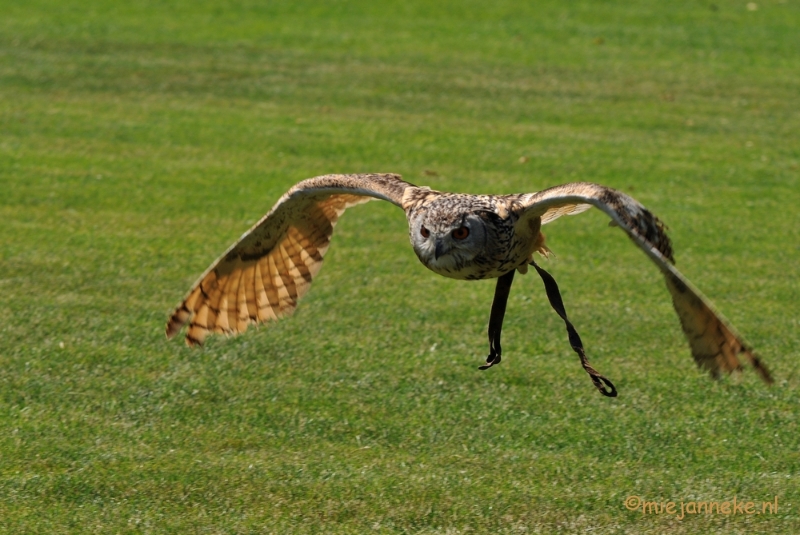 DSC_2052a.JPG - Arcen 8 juli
