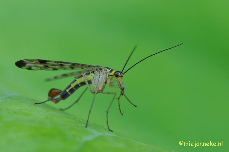 DSC_1873.JPG - Macro uit de kasteeltuin Arcen