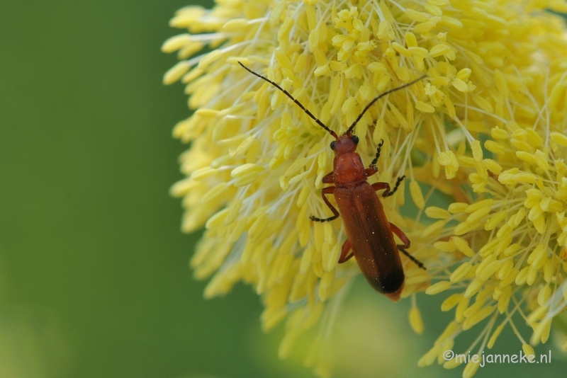 DSC_1886.JPG - Macro uit de kasteeltuin Arcen