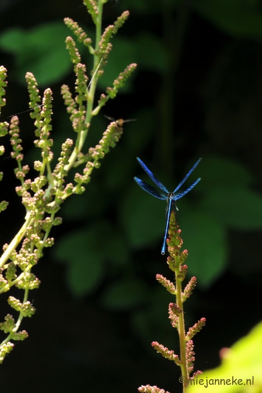 DSC_1919.JPG - Macro uit de kasteeltuin Arcen