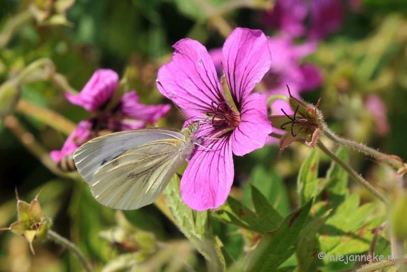 DSC_1991.JPG - Macro uit de kasteeltuin Arcen