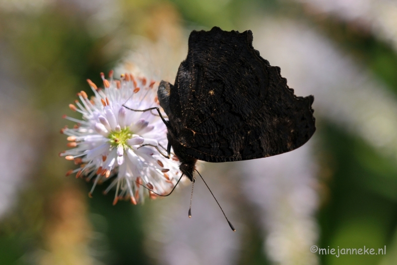 DSC_2013.JPG - Macro uit de kasteeltuin Arcen