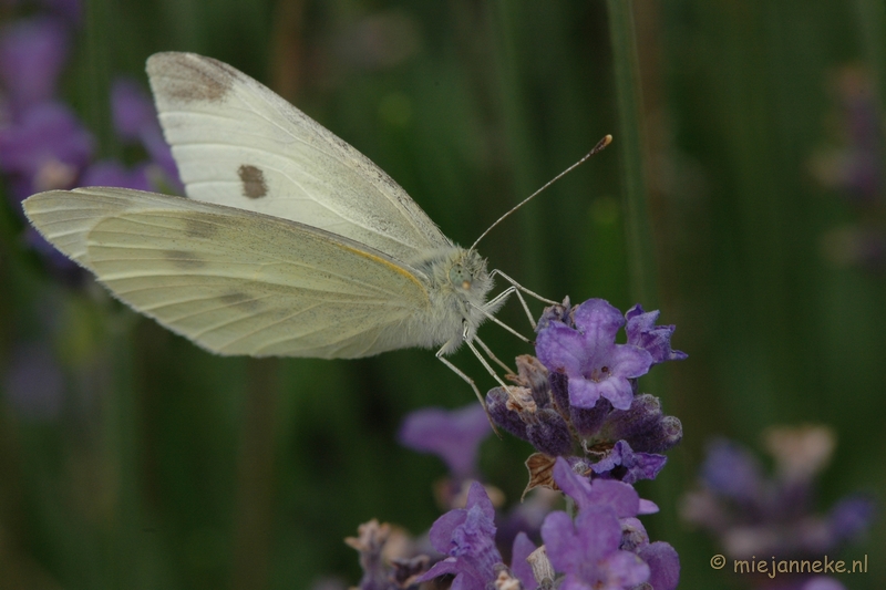 DSC_2420.JPG - Macro uit de kasteeltuin Arcen