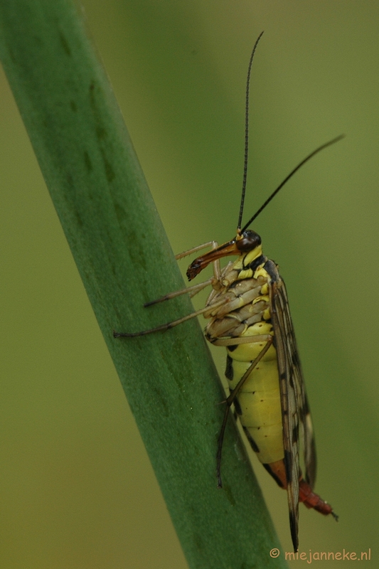 DSC_2451.JPG - Macro uit de kasteeltuin Arcen