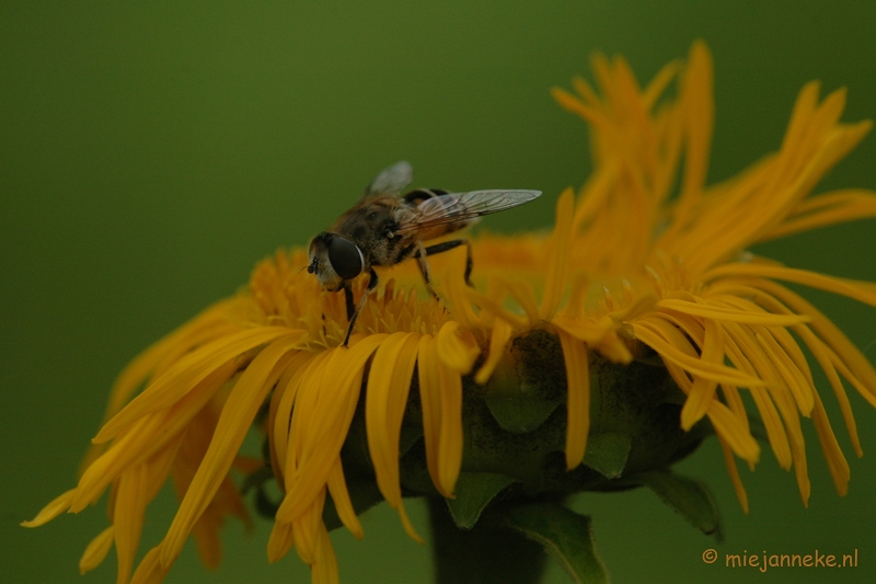 DSC_2512.JPG - Macro uit de kasteeltuin Arcen