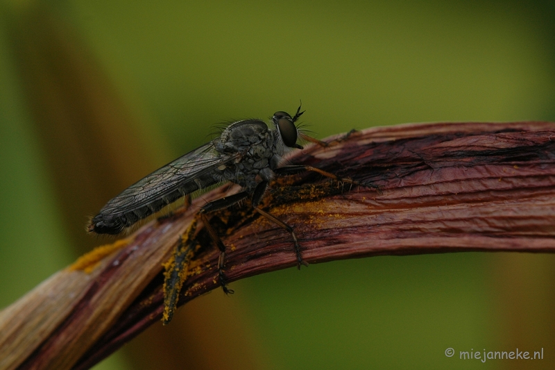 DSC_2566.JPG - Macro uit de kasteeltuin Arcen