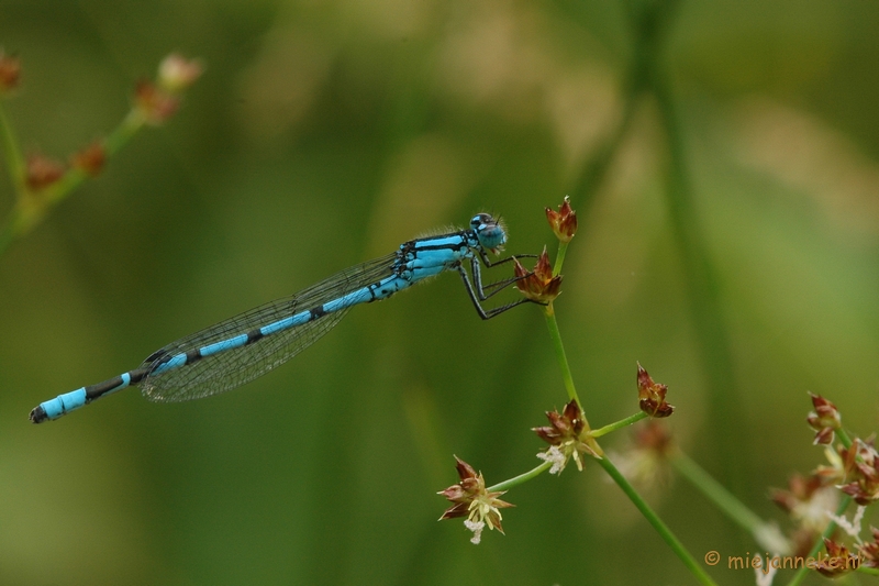 DSC_2603.JPG - Macro uit de kasteeltuin Arcen