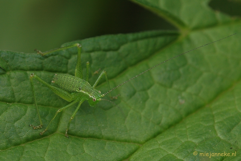 DSC_2670.JPG - Macro uit de kasteeltuin Arcen