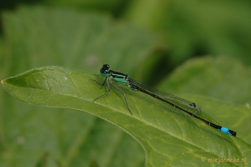 DSC_2699.JPG - Macro uit de kasteeltuin Arcen