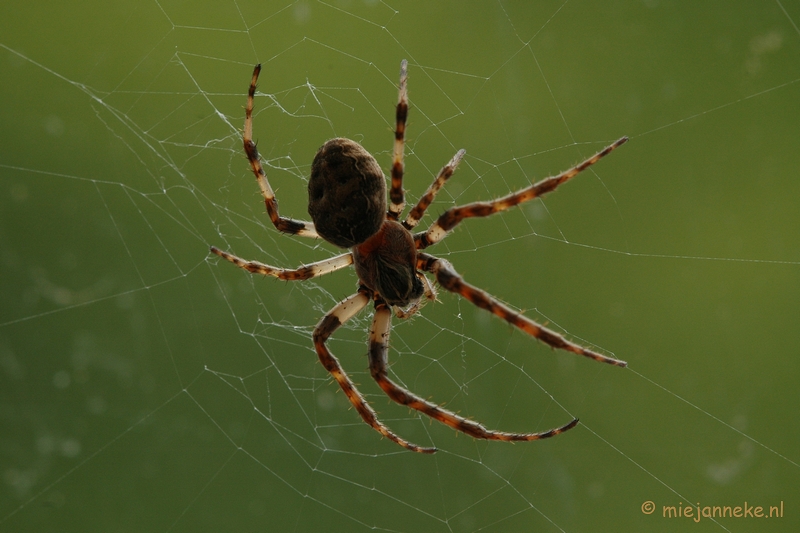 DSC_2768.JPG - Macro uit de kasteeltuin Arcen