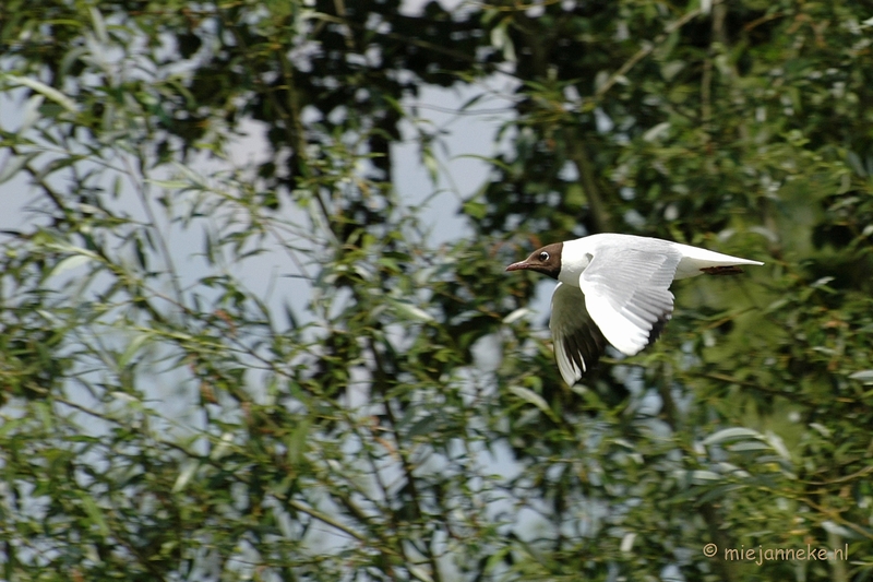 DSC_1324.JPG - Beekse Bergen