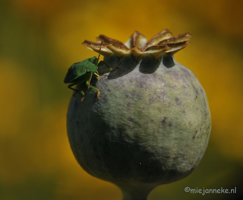 DSC_7401.JPG - Groene of stinkwants