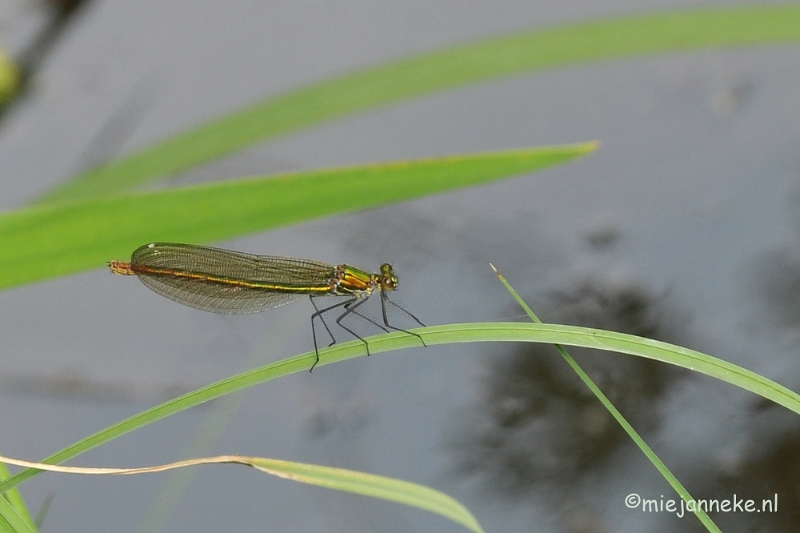 DSC_9298.JPG - Domein de Bever