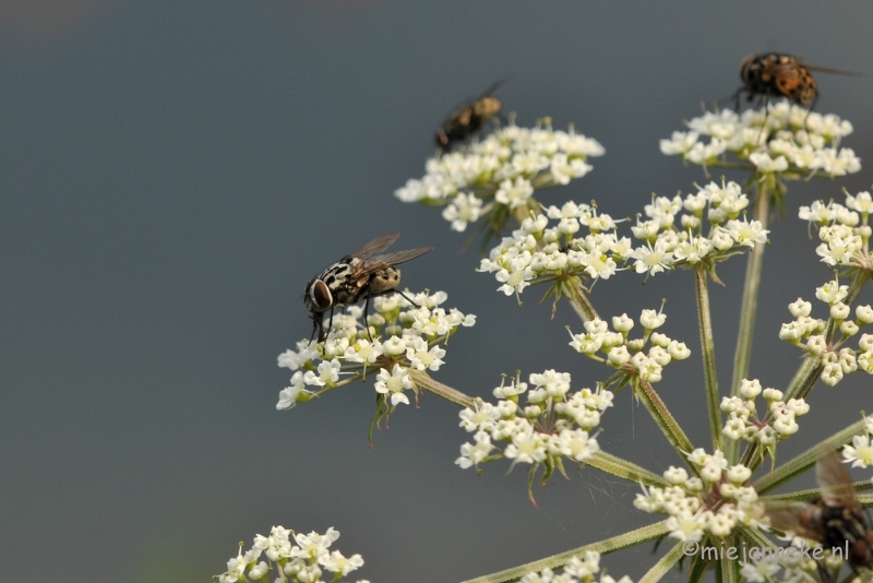 DSC_9432.JPG - Domein de Bever