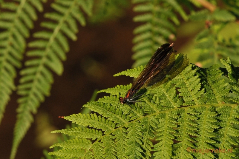 DSC_9443.JPG - Domein de Bever