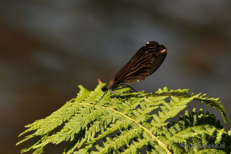 DSC_9446.JPG - Domein de Bever