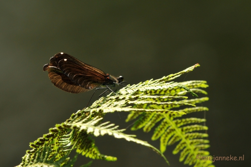 DSC_9460.JPG - Domein de Bever