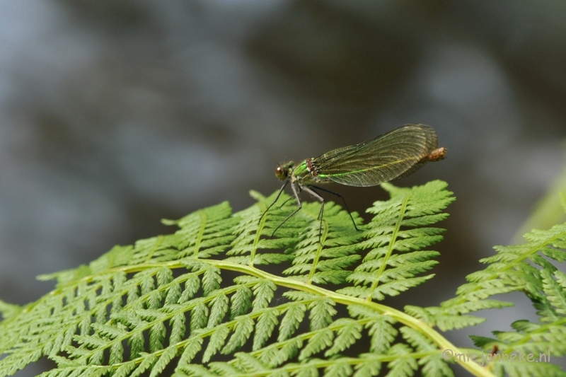 DSC_9477.JPG - Domein de Bever