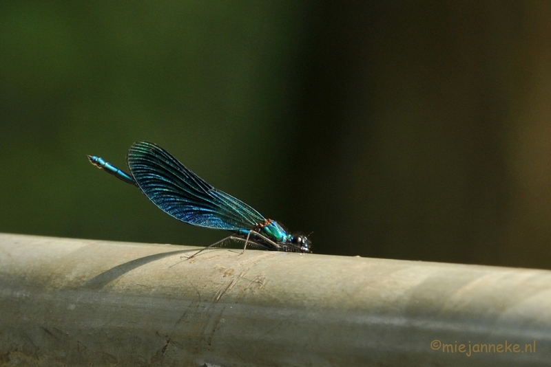 DSC_9530.JPG - Domein de Bever