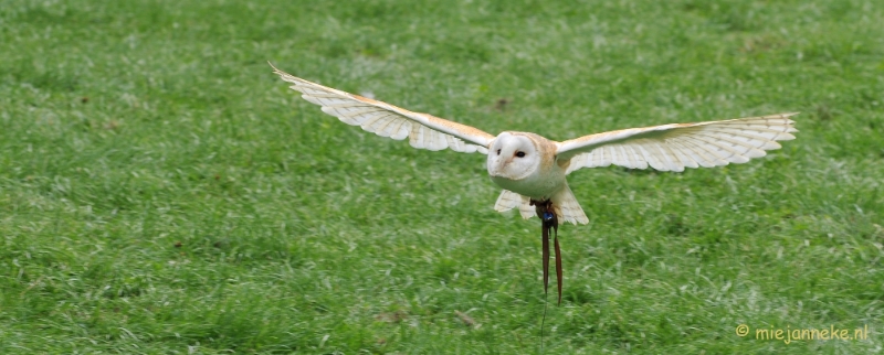 DSC_5300.JPG - Falcon Crest Eindhoven