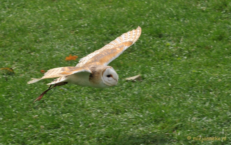 DSC_5304.JPG - Falcon Crest Eindhoven