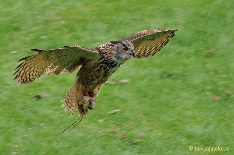 DSC_5370.JPG - Falcon Crest Eindhoven