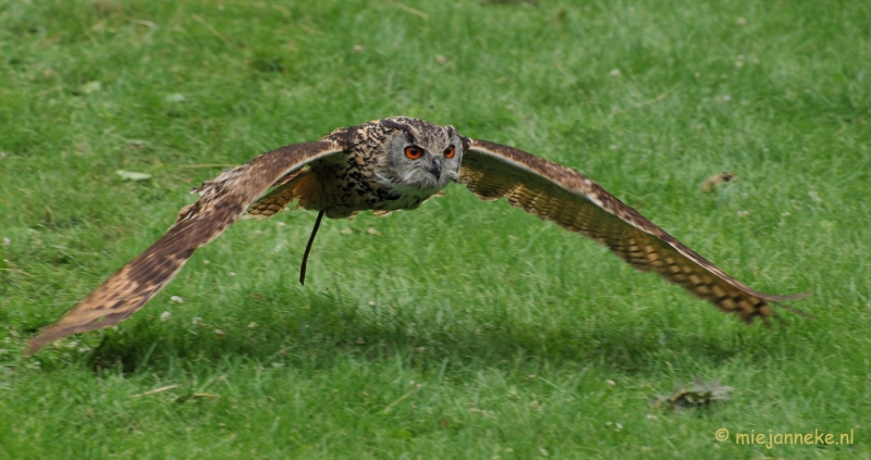 DSC_5381.JPG - Falcon Crest Eindhoven