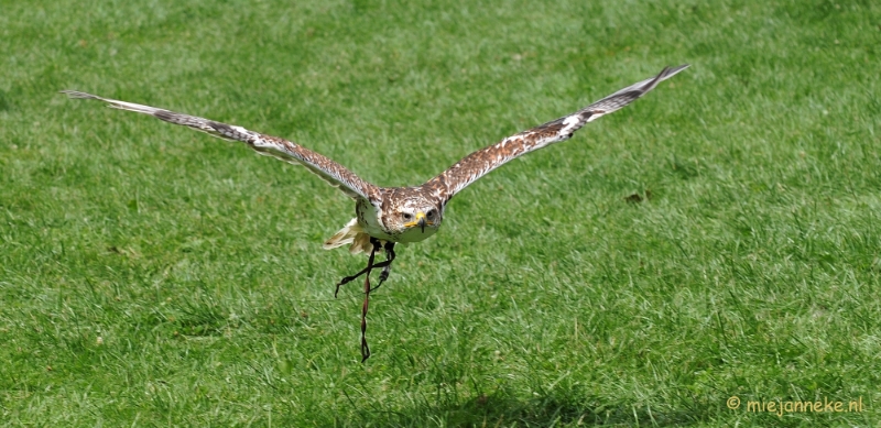 DSC_5490.JPG - Falcon Crest Eindhoven